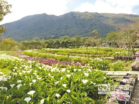 櫻花季已到尾聲,但陽明山竹子湖旁櫻花樹花況仍佳(右)。竹子湖海芋也吸引民眾上山賞花(左)。(邱文秀攝)