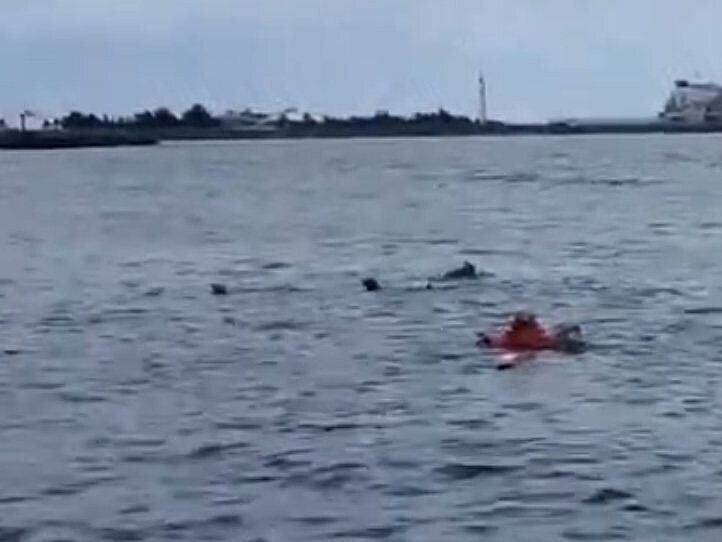 永新漁港浪犬攻擊泳客畫面,至少有3隻黑色犬隻在海中露出頭。圖/聯合報記者巫鴻瑋翻攝