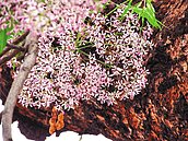 台南知事官邸前　苦楝花如雪