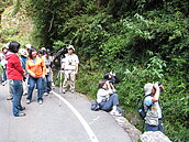 大雪山林道不僅賞鳥　還有台灣黑熊