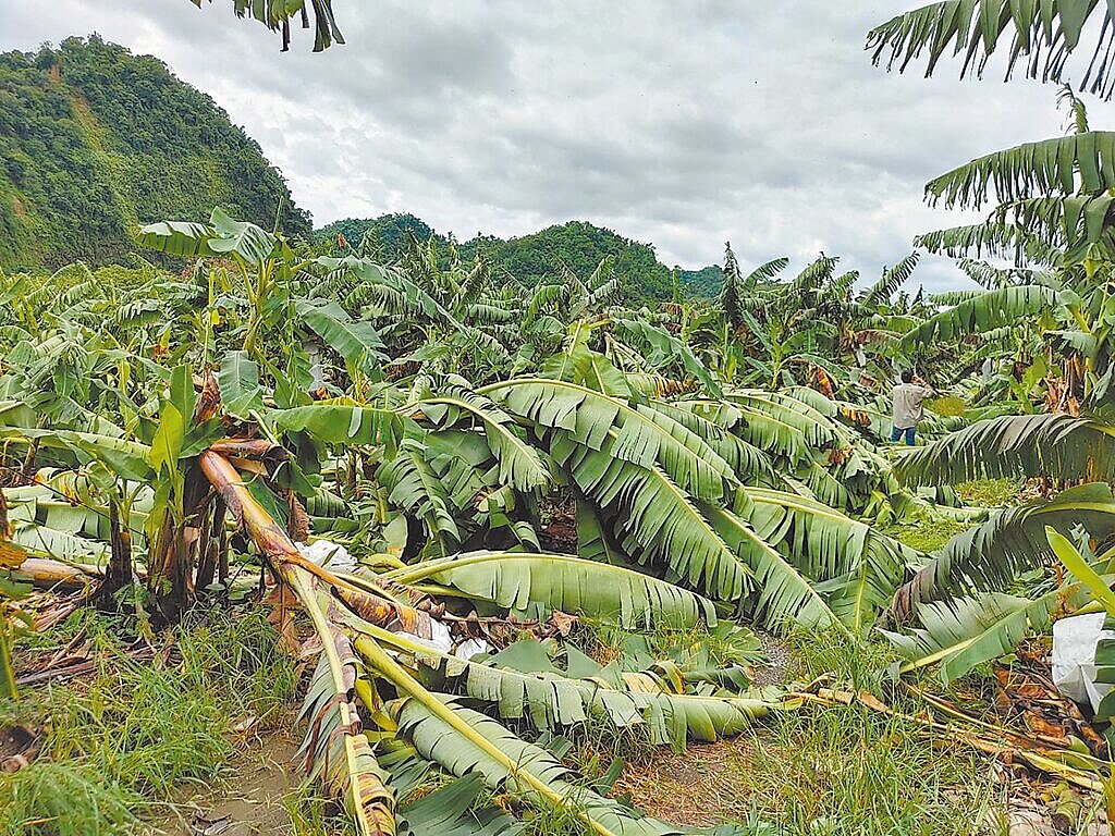 丹娜絲颱風在南投地區颳11級至13級強陣風,香蕉遭強風吹倒,納入農災現金救助,每公頃8萬元。圖/南投縣政府提供