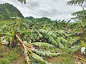 丹娜絲沒收香蕉　南投果農欲哭無淚