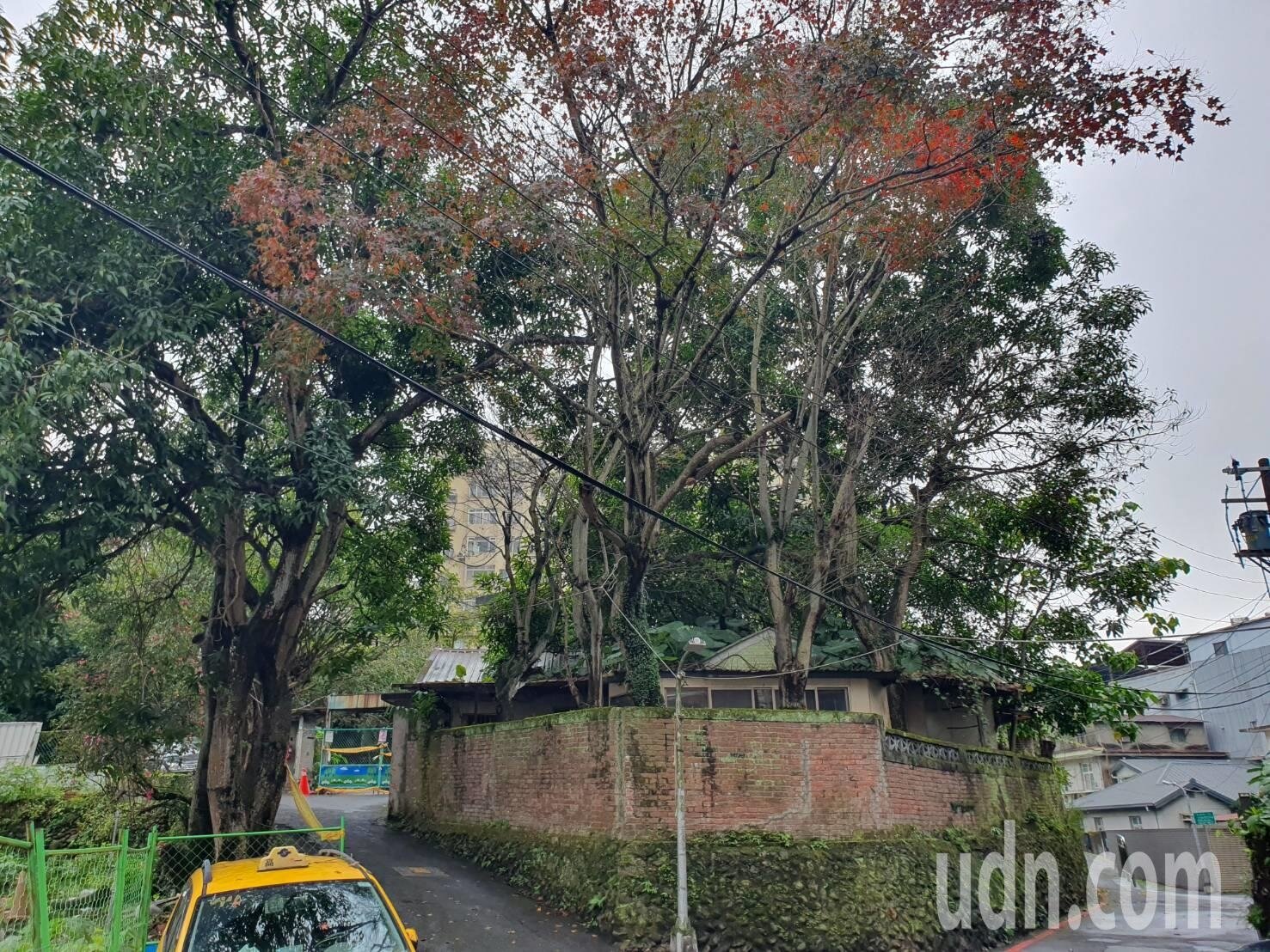 民團去年抗議,北市木柵路一段238巷進行都更,卻破壞到申請受保護的樹木。本報資料照片