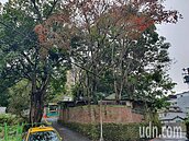 北市保護樹木在審定期間若遭破壞或砍伐　最高罰10萬