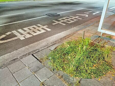 台北市多處公車站候車區有裸露、凹陷樹穴,民眾上下車時必須閃避或繞道,若沒注意恐怕會摔倒。(邱芊攝)