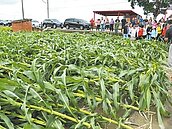 台南文旦落果嚴重　嘉縣溫室毀9成