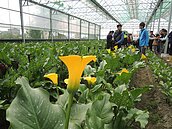 發展花卉產業　后里實力雄厚