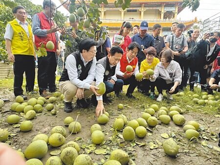 丹娜絲颱風造成台南麻豆文旦落果嚴重,賴清德總統(前排左三)8日下午南下關心文旦災損。(曹婷婷攝)