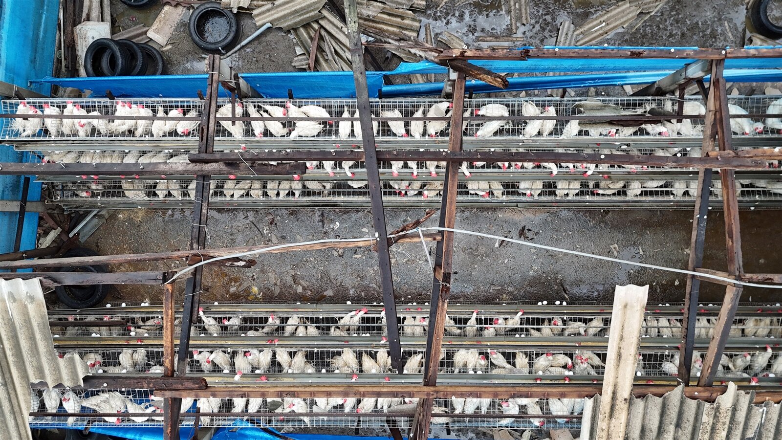 颱風丹娜絲甫重創南台灣,各地災後重建工作還在進行,卻又碰上強降雨,不少雞舍屋頂全吹垮,蛋雞只能淋雨。 聯合報系資料照