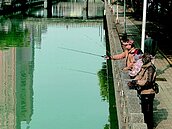 基隆市區垂釣樂　田寮河變海鰱寶地