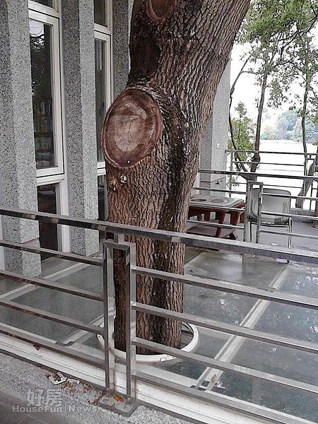 4.捨不得移走的大樟樹,也成為屋子的一部分。