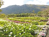 公車班次少　上山遊客擠到爆