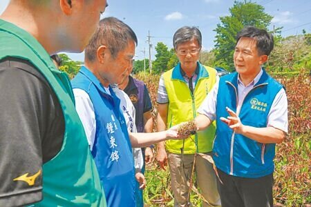
苗栗縣長鍾東錦（左二）15日會同農糧署等單位，前往通霄鎮南和段高粱田勘查丹娜絲颱風造成的穗上發芽災情。（呂麗甄攝）
