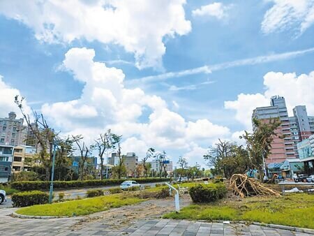丹娜絲颱風重創,嘉義市主要幹道的黃金阿勃勒花海美景不再,斷幹殘枝,光禿禿,殘破不堪。(廖素慧攝)