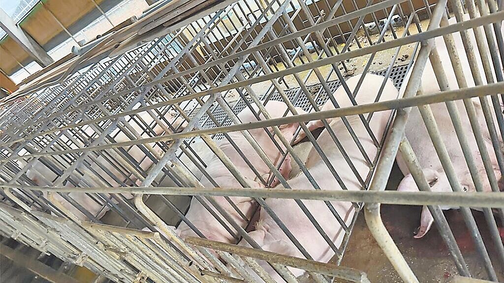 嘉義縣義竹鄉一處畜牧場傳出大批豬隻被漏電電擊死亡,慘不忍睹。(林志達提供/廖素慧嘉縣傳真)