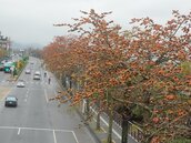 中橫木棉花綻放　增添山城賞花景點