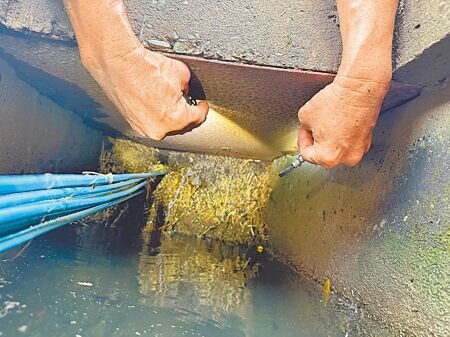 高雄鳥松區神農停車場旁的行道樹,因長期缺乏整頓,樹根向下竄長導致水溝堵塞。(紀爰攝)