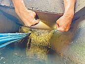 鳥松行道樹根竄長　堵塞神農停車場側溝