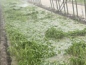 颱風重創災區　今空心菜、青蔥每公斤飆破百元