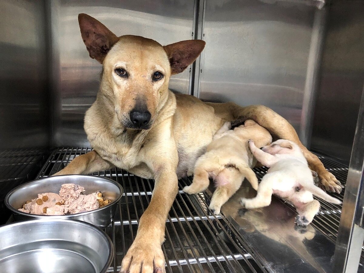 新北市絕育管理系統於今日改版,動保處簡化流程,只要輸入飼主的身分證字號,即可完成申請程序。圖/新北市動保處提供