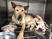 新北犬貓絕育申請流程簡化　輸入飼主身分證字號就完成申請