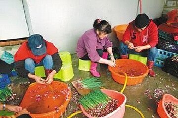 平溪區農會推動銀髮族就業計畫，區內中高齡長者可以一起種植珠蔥。（記者邱奕寧／攝影）