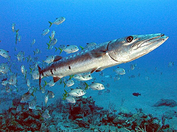 梭魚(barracuda)。圖/維基百科