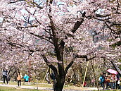 阿里山賞櫻e起趣　把握兒童節優惠