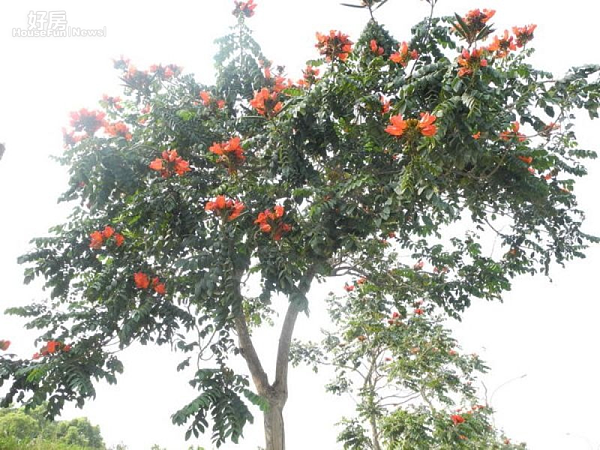 火焰木綻放鮮紅花朵　台南公園引人駐足觀賞