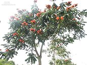 火焰木綻放鮮紅花朵　台南公園引人駐足觀賞