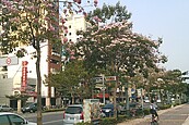 「緋」常美麗　高雄花現中正路