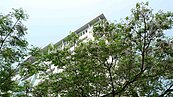 萬坪公園苦楝花盛開　板橋街景添詩意