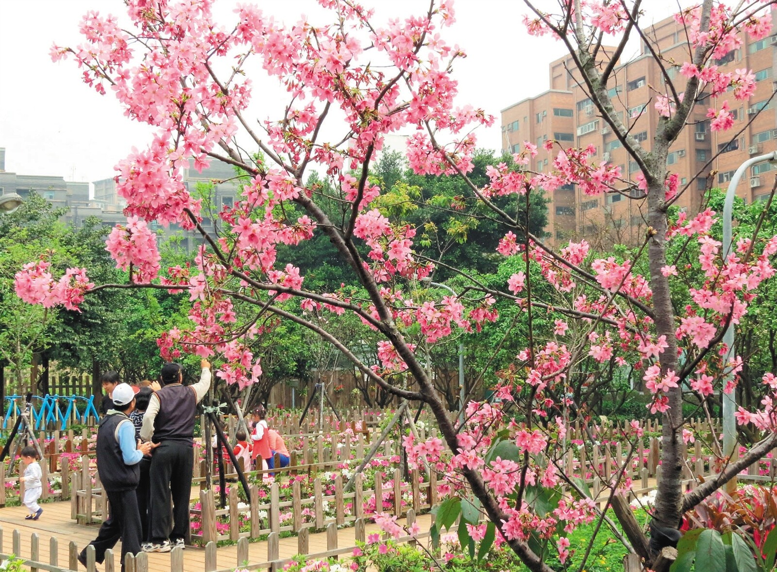 水果公園櫻姿嬌豔 柚花飄香 好房網news