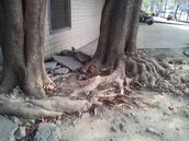 樹根亂竄影響建物安全　喬木移植救住安