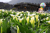 竹子湖海芋盛開　年創上億商機
