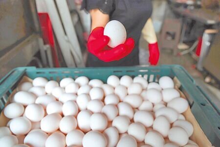 丹娜絲颱風影響雞蛋生產,上周蛋價2度調漲各3元,本周蛋農認為應有調漲3元的空間,但政府卻疑似因「726大罷免將至」,刻意抑制物價上漲,蛋農氣得大罵「政府沒良心」。(郭吉銓攝)
