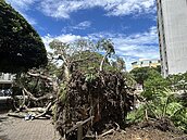 逢甲大學樹倒1死3傷...專家揭原因　校方回應了