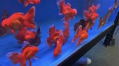 屏東觀賞魚年產值逾10億　翻修老宅、改造豬舍打造養殖場 