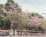 浪漫台一線　風鈴木開滿內埔段