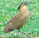 黑冠麻鷺「拔河」　紅遍高雄自來水公園