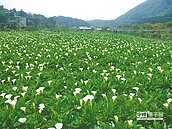 2014竹子湖海芋季　北市百花綻放