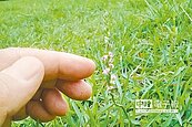 罕見清明草　世界最小蘭花
