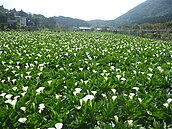 北市14條賞花步道　北海芋、中百合、南魯冰