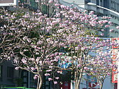 高市洋紅風鈴木盛開　妝點城市好春光