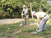 豐原北坑巷農路步道　百人鬥陣種桂花樹