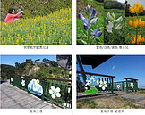 貓空小天空步道　健行兼賞魯冰花