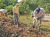改造豐原步道　種2千株桂花