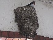 春燕到！　大溪到處可見群燕飛