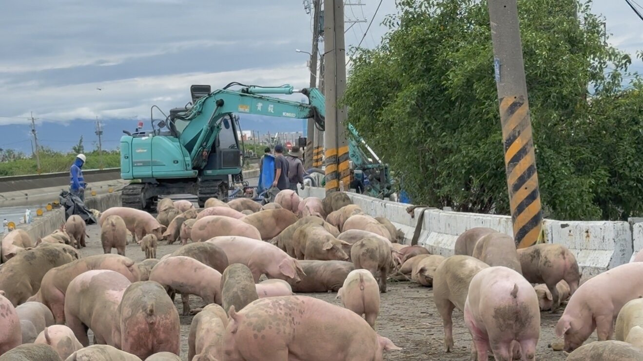 嘉義縣朴子市一處養豬場淹水不退,業者出動挖土機救豬。記者黃于凡/攝影