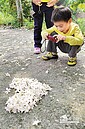 社區自辦桐花祭　嘉市桐花飄雪了